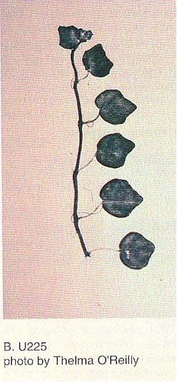 B. u225